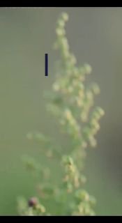 Die verbotene Pflanze gegen Krebs !Artemisia Annua - Der Beifuß, stellte in unzä...