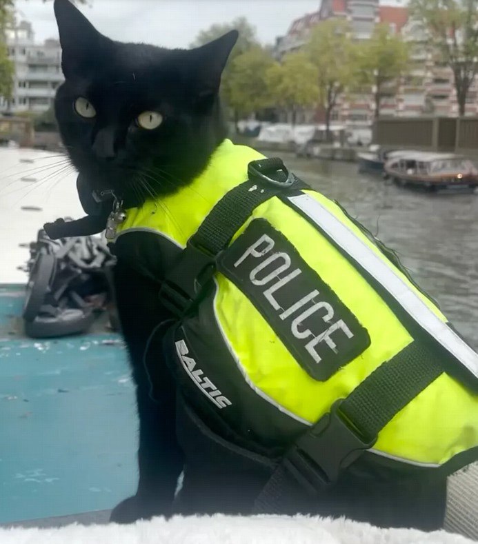 Amsterdam hat die erste Polizeikatze der Welt