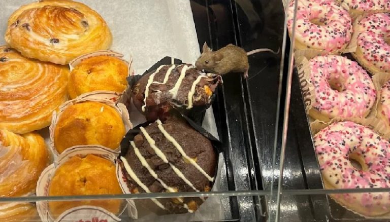 Maus stibitzt Muffin: Kuriose Begegnung in Kölner Bäckerei