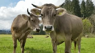 Tragische Kuh-Attacke bei Bad Hofgastein: Mutter stirbt, Töchter verletzt