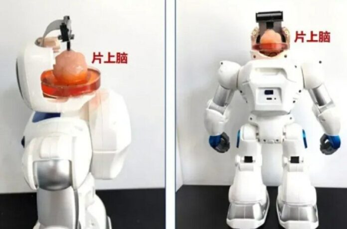 Chinesische Forscher bauten Roboter mit lebenden GehirnenForscher in China habe...