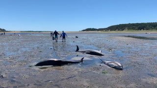 Delfine in Massenstrandung: Tragisches Ereignis an Cape Cod