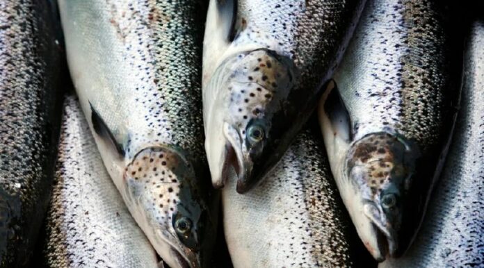 Diebe stehlen 17 Tonnen Lachs aus LastwagenEin Lastwagen, der 17 Tonnen Lachs vo...