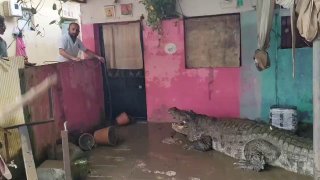 Krokodile in Wohnvierteln: Überschwemmungen in Indien