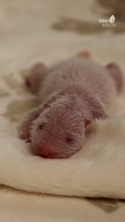 Panda-Babys im Zoo Berlin: Erfolgreiche erste Tage