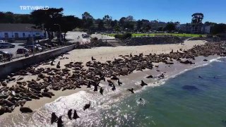 Seelöwen übernehmen beliebten Strand in Kalifornien