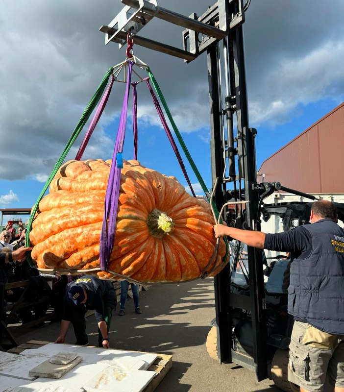 905-Kilo-Kürbis gewinnt Wiegemeisterschaft in Klaistow