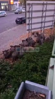 Wildschwein-Gang in Berlin: Clankriminalität auf vier Beinen