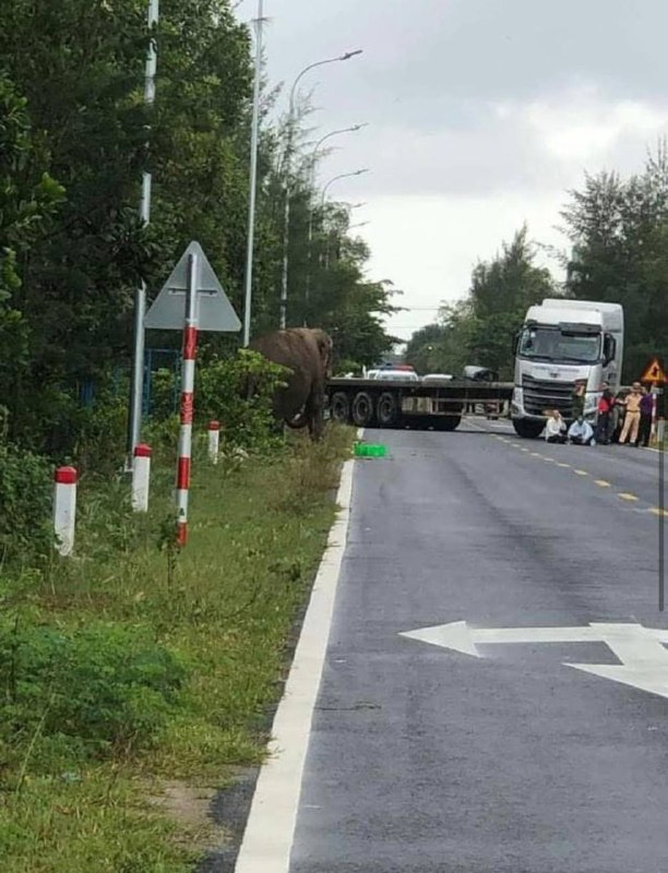 Am Dienstag ist ein Elefant aus einer Farm in der vietnamesischen Provinz Quang …