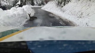 Verletztes Reh in #Italien gerettetDas kleine Reh lag am Dienstag auf einer Str…