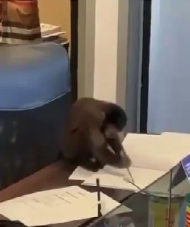 Ein kleiner Affe ist in ein Büro in Rio de Janeiro eingedrungen und hat sich bes…
