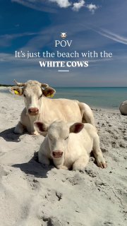 Na, schon mal mit Kühen am Strand gechillt? Am #Bérchida Beach auf #Sardinien tr…