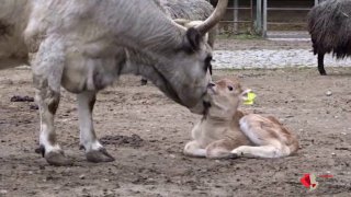 Süßes Tierbaby aus #Tierpark Berlin Ende letzter Woche wurde in der Haustieranla…