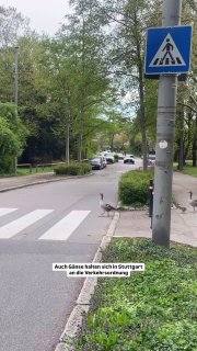 Gänsefamilie wird Netz-Star – Bilder aus Stuttgart gehen viral Eine Gänsefamilie…
