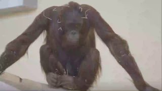 Junger #Orang-Utan im Tiergarten Schönbrunn angekommenDer Tiergarten #Schönbrunn…