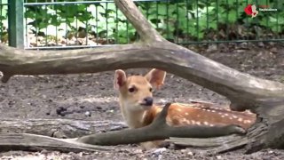 Jungtier bei den Barasinghas im #Tierpark Berlin geboren Bei den Barasinghas im …