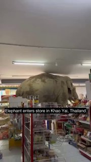 Riesen-Gourmet: Elefant plündert thailändischen Supermarkt!Ein Elefant hat in T…