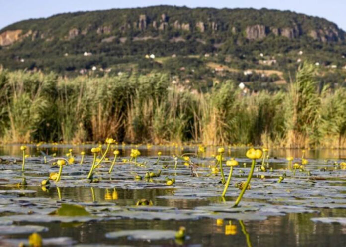 Lehrpfad „Wind im Schilf“ bei Badacsony